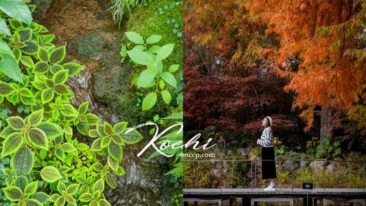 Chuchu's Travel for Dummy - Exploring Serenity: Kochi Prefectural Makino Botanical Garden