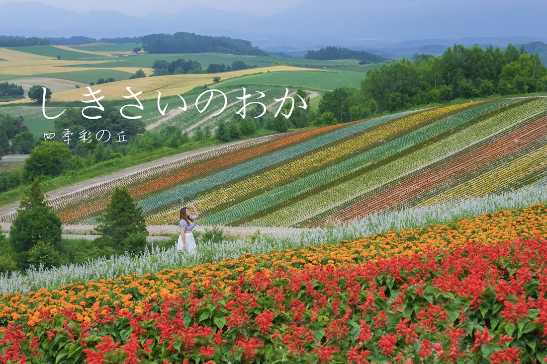 Ying Ying's Travel for Dummy - Exploring Floral Wonders: Journey to Shikisai-no-Oka in Biei